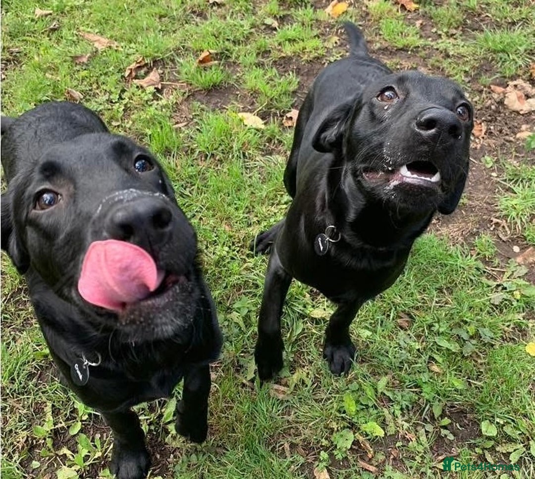 Goldador dogs for sale: Goldador for sale  - Advert 11