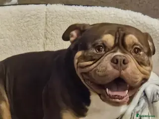 Mixed Breed dogs Amercian pocket dog - Advert 1