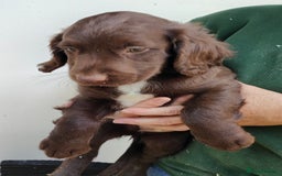 Sprocker dogs for sale: Lovely sprocker girl  - Image 4