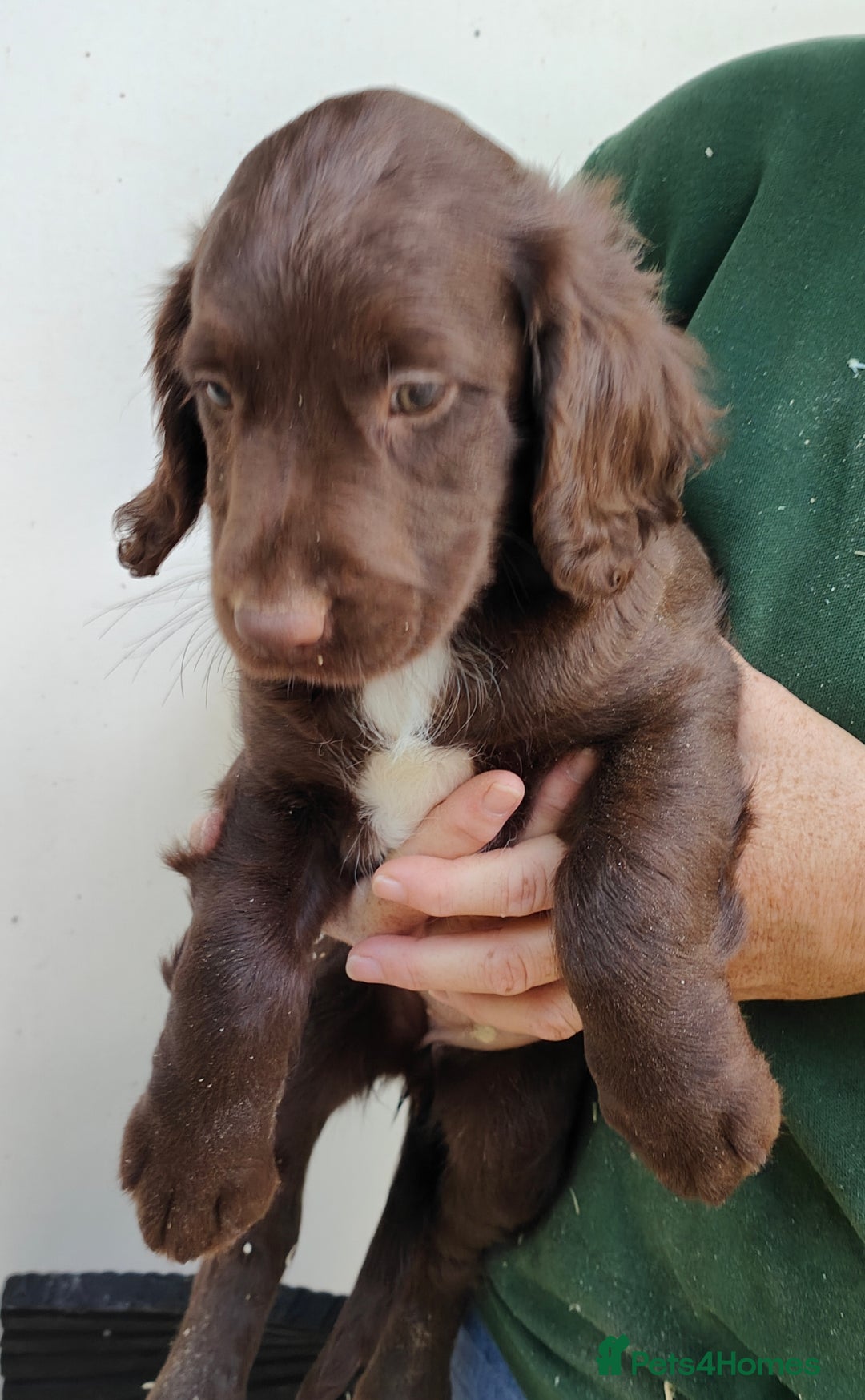 Sprocker dogs for sale: Lovely sprocker girl  - Image 4