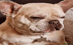 French Bulldog dogs for sale: Male French bulldog  - Image 4