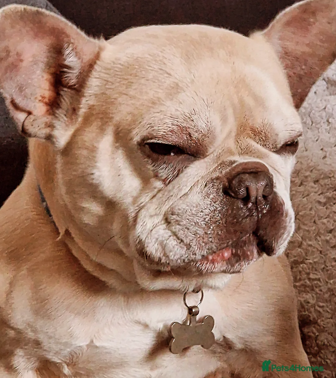 French Bulldog dogs for sale: Male French bulldog  - Image 4