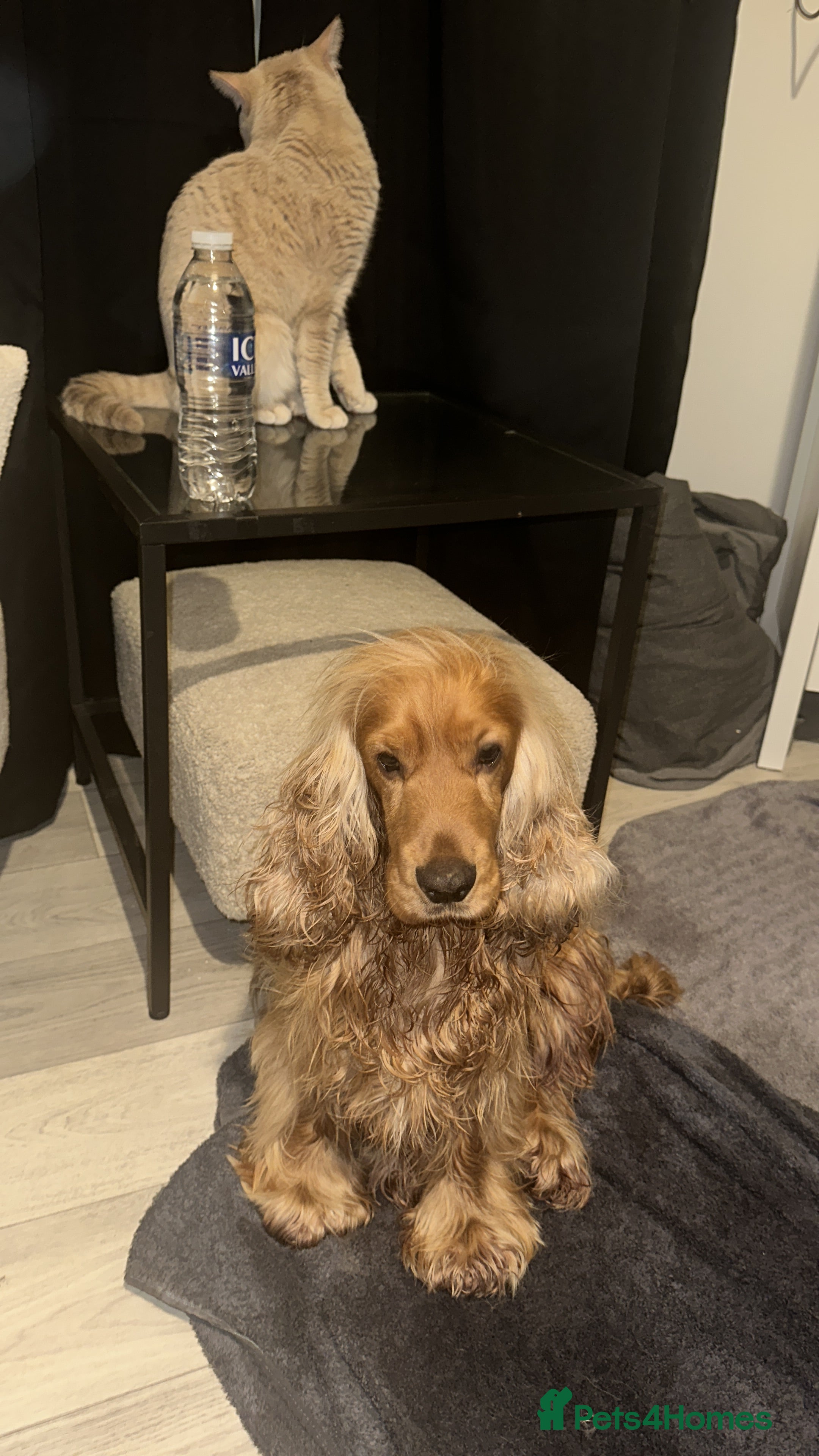 Cocker Spaniel dogs Show cocker for stud  in Liverpool - Advert 16