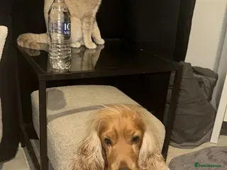 Cocker Spaniel dogs Show cocker for stud in Liverpool - Advert 16