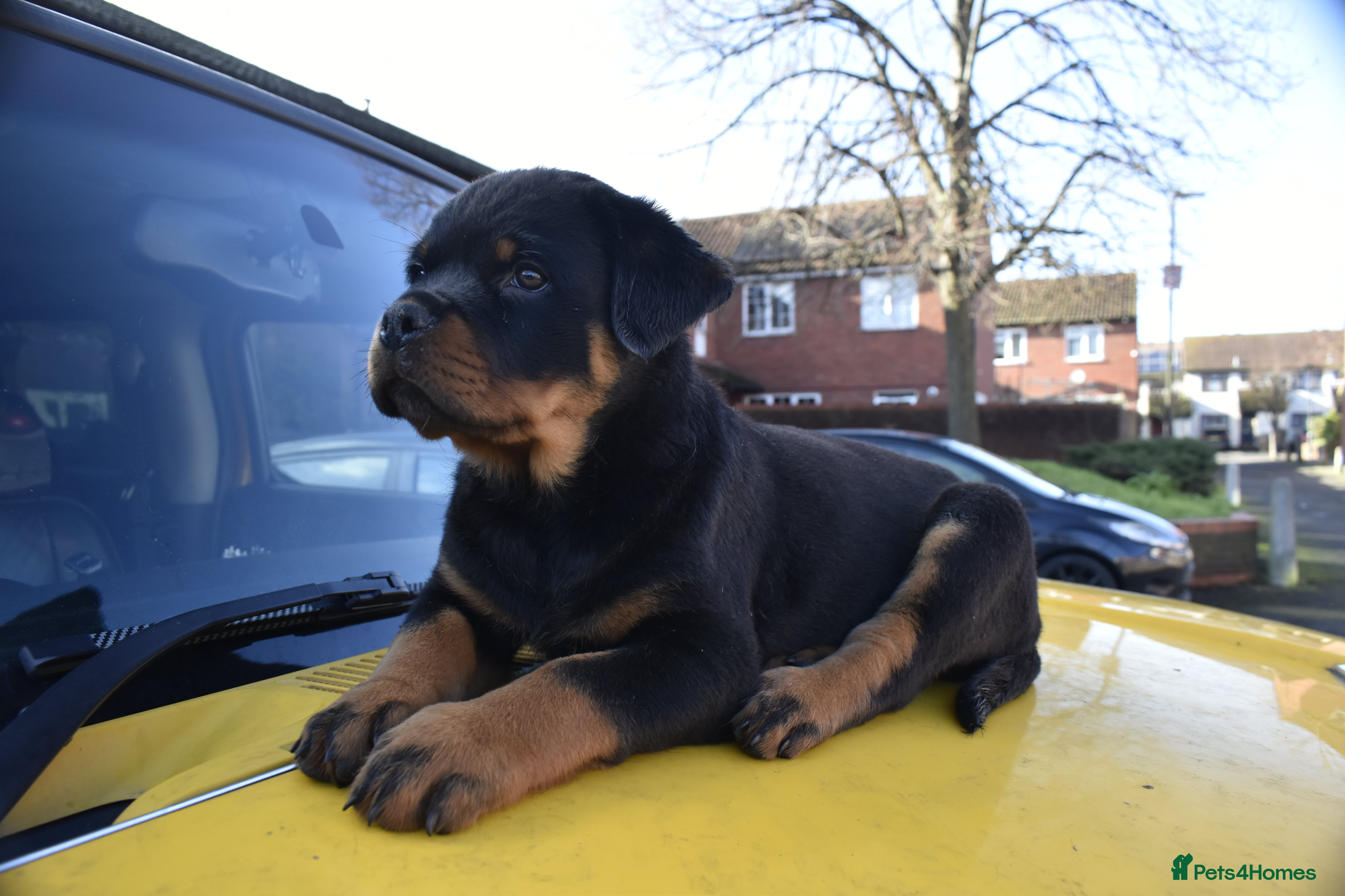 Rottweiler dogs Champion-Bred Rottweiler Puppies for Loving Homes - Advert 6