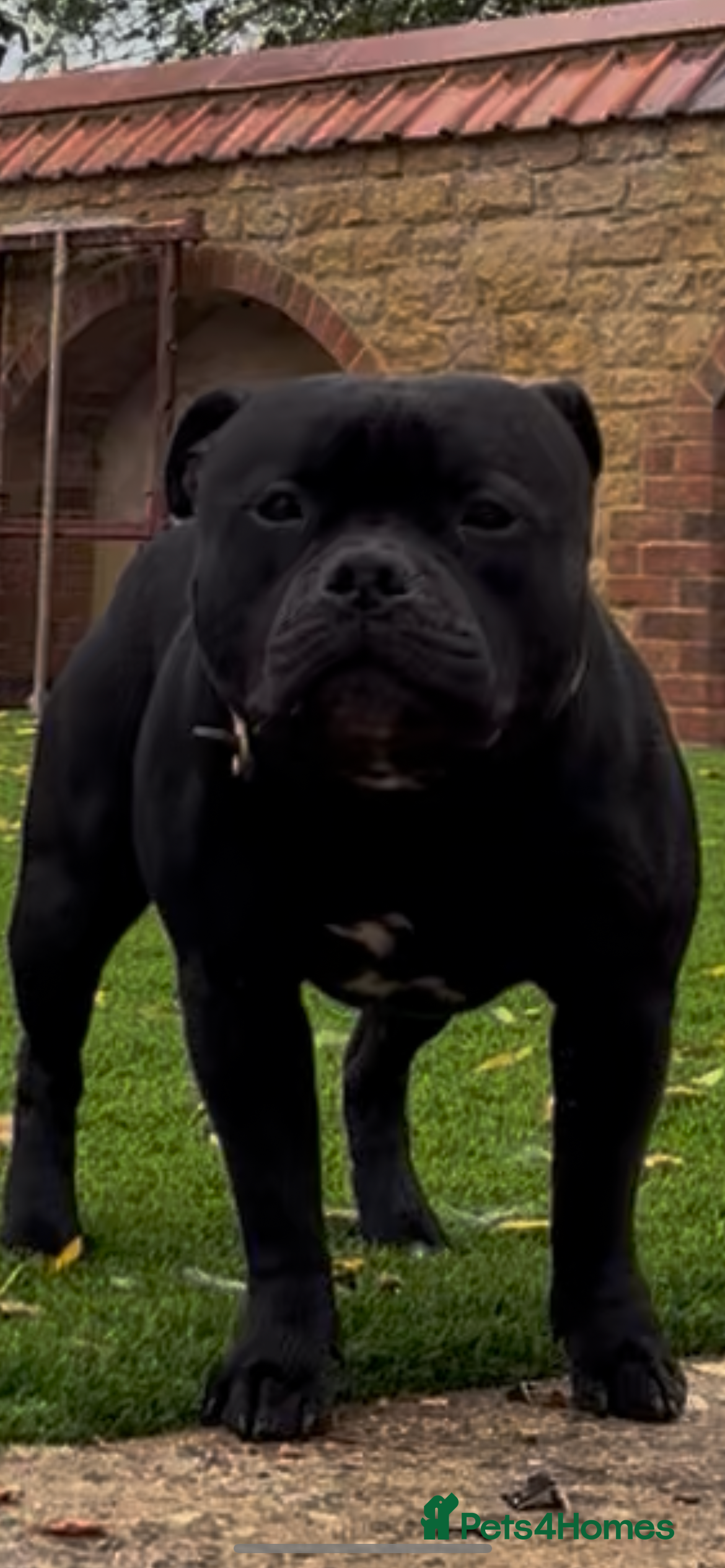 Staffordshire Bull Terrier dogs  stud carrying blue pedigree full of champions  - Advert 1