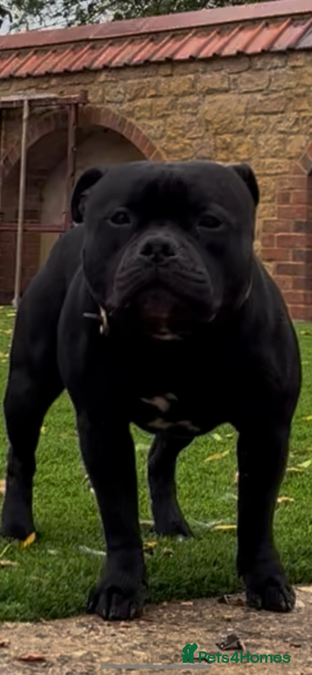 Staffordshire Bull Terrier dogs for stud:  stud carrying blue pedigree full of champions  - Advert 1