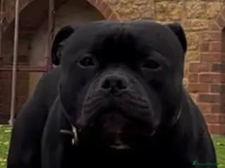 Staffordshire Bull Terrier dogs stud carrying blue pedigree full of champions - Advert 2