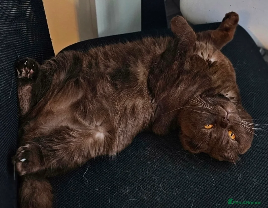 Scottish Fold cats for stud: Chocolate FOLD male for STUD  - Advert 2