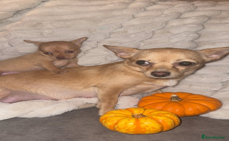 Chihuahua dogs - Advert 2