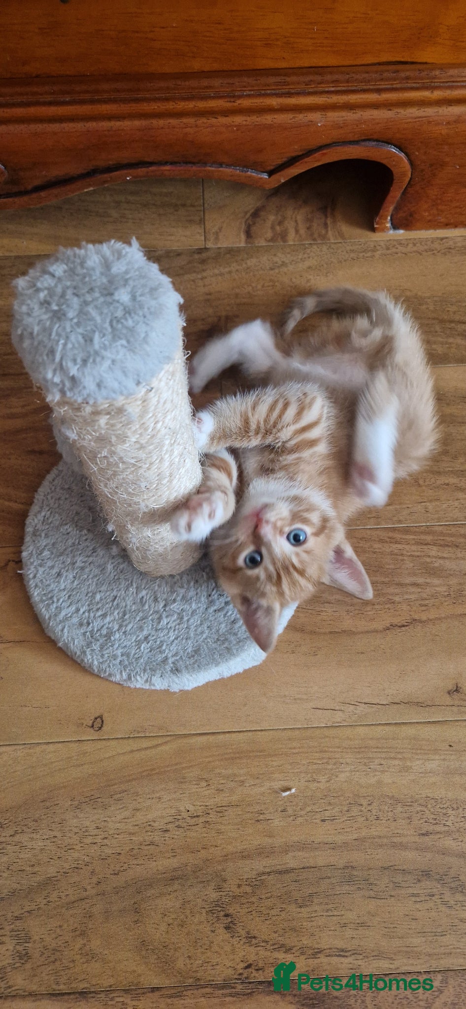 Domestic Shorthair cats for sale: Domestic Shorthair Kittens (3 males, 1 female) - Advert 9