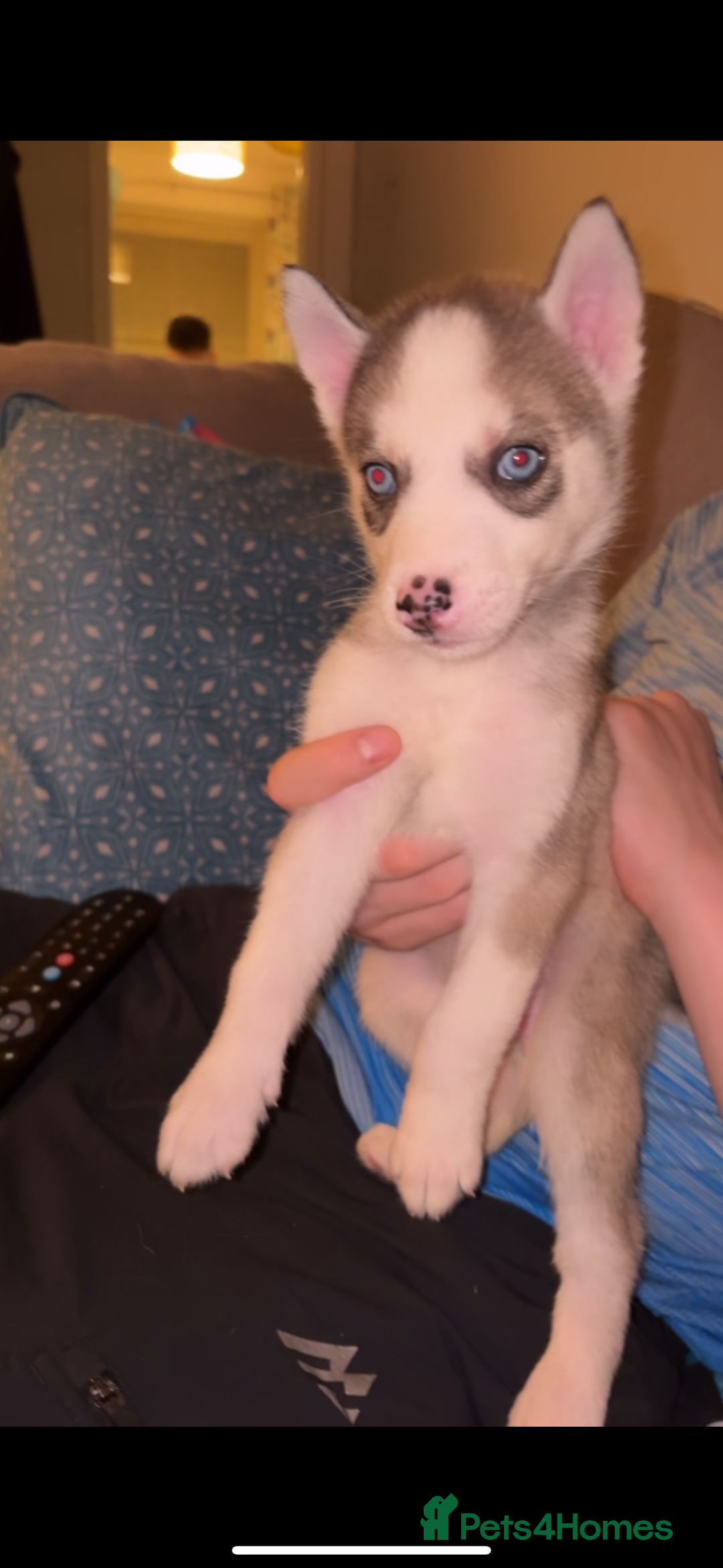 Siberian Husky dogs for sale: Husky puppies - Image 9