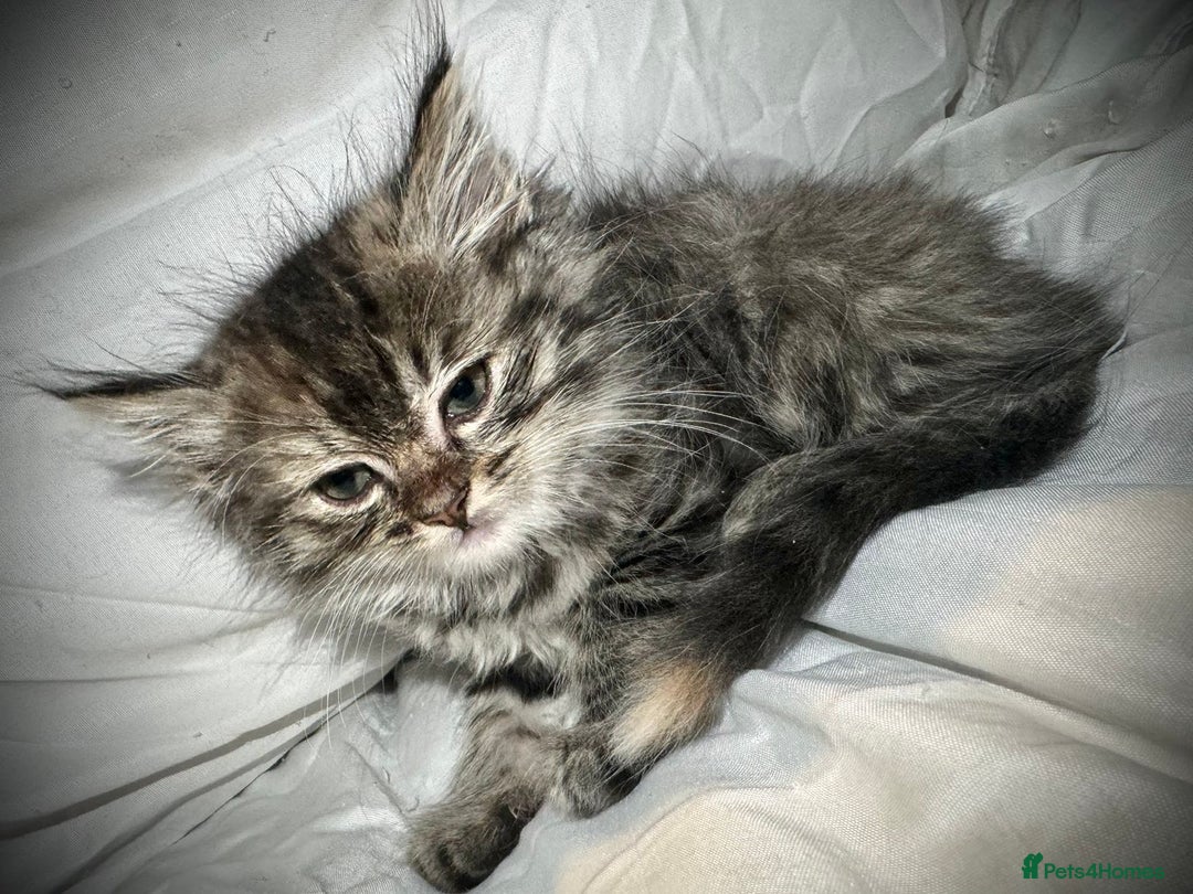 Ragdoll cats for sale: Ragdolls  - Image 13