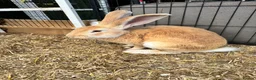 Continental Giant rabbits for sale: Middleton Meadows Giants - Advert 4