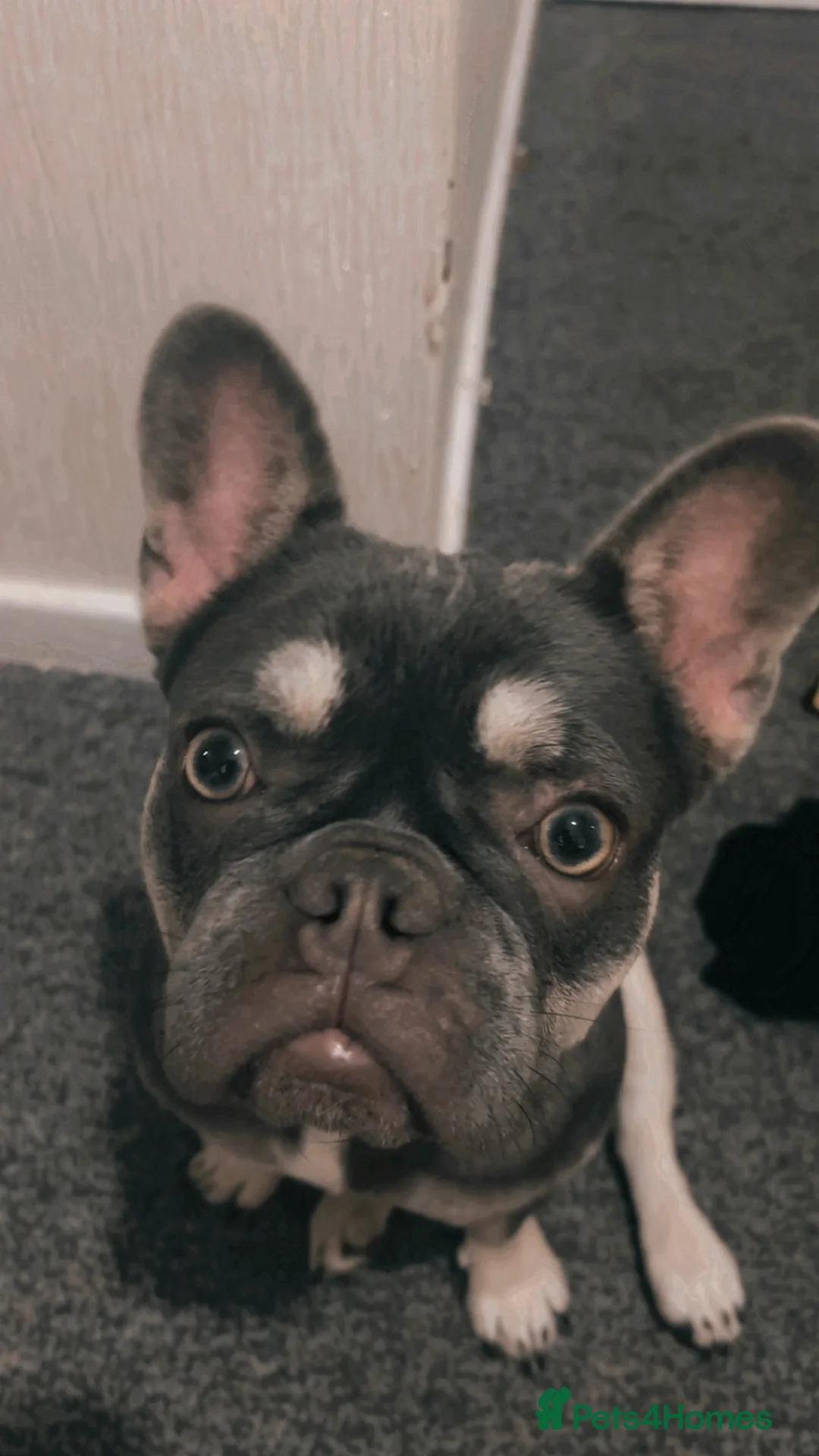 French Bulldog dogs for sale: Female French bulldog  in Nottingham - Advert 1