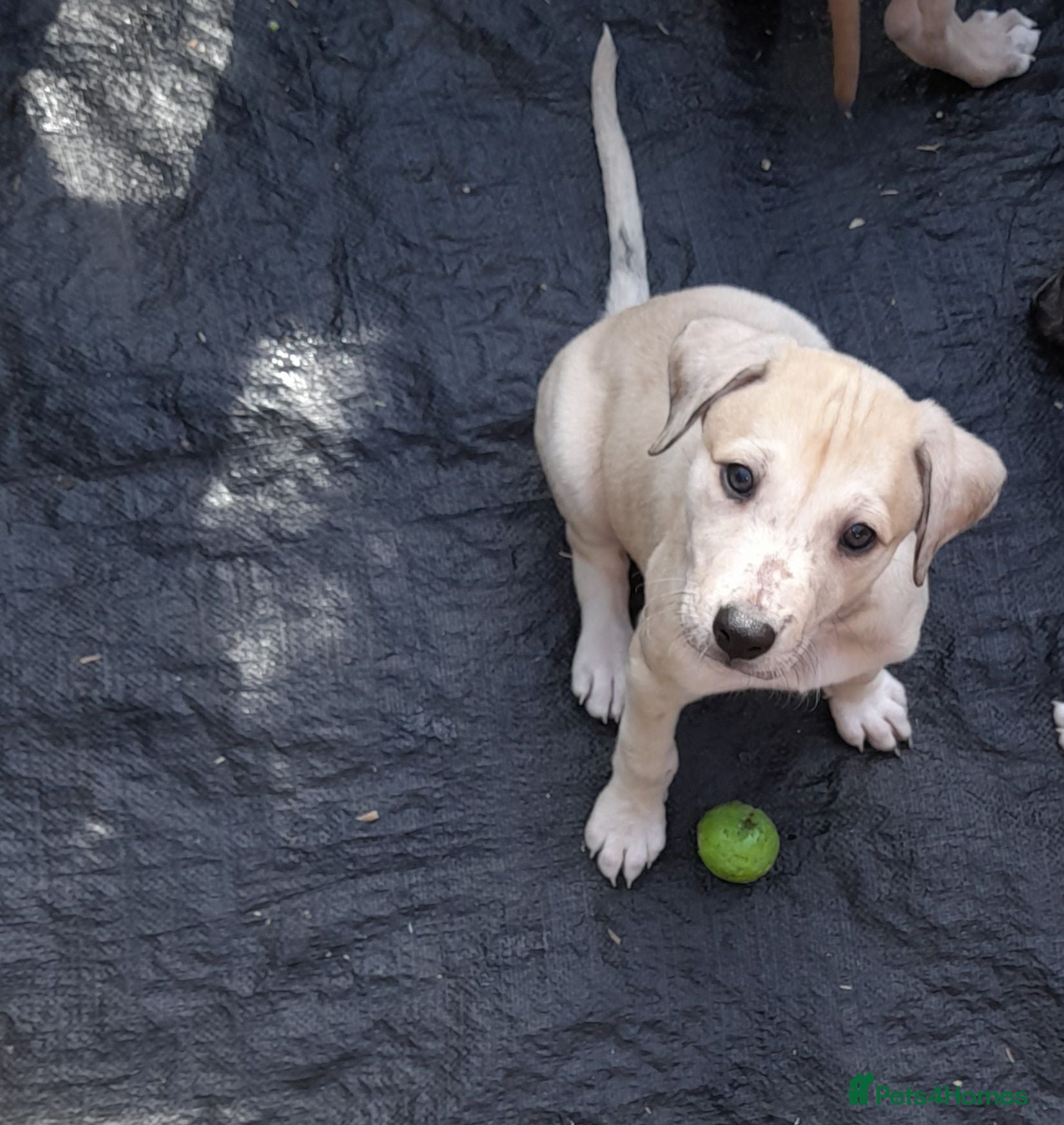 Lurcher dogs Lovely quality lurcher puppies - Advert 4