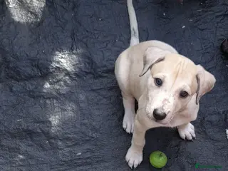 Lurcher dogs Lovely quality lurcher puppies - Advert 4