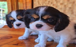 Cavalier King Charles Spaniel dogs for sale: Pure-bred Cavalier King Charles Spaniel puppies  - Image 3