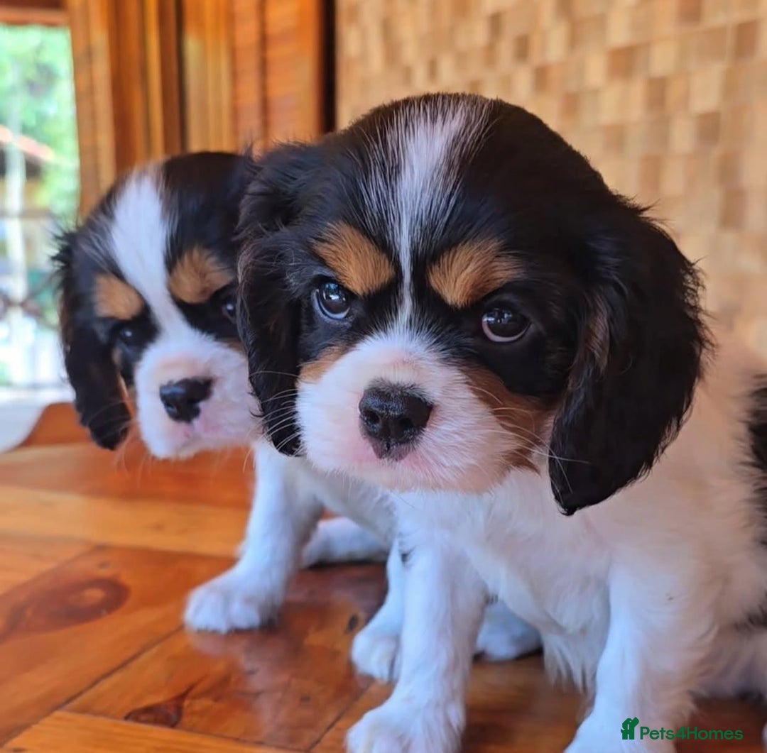Cavalier King Charles Spaniel dogs for sale: Pure-bred Cavalier King Charles Spaniel puppies  - Image 3
