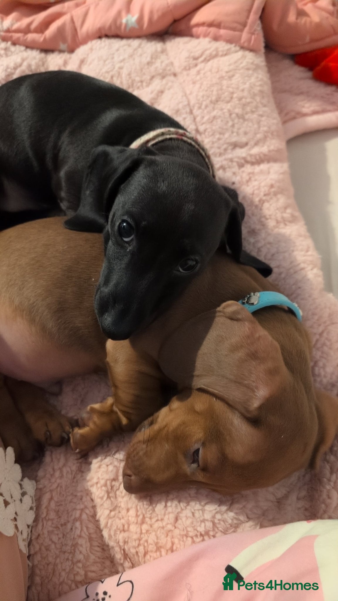 Miniature Dachshund dogs 2x miniature dachshunds - Advert 4