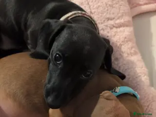 Miniature Dachshund dogs 2x miniature dachshunds - Advert 6