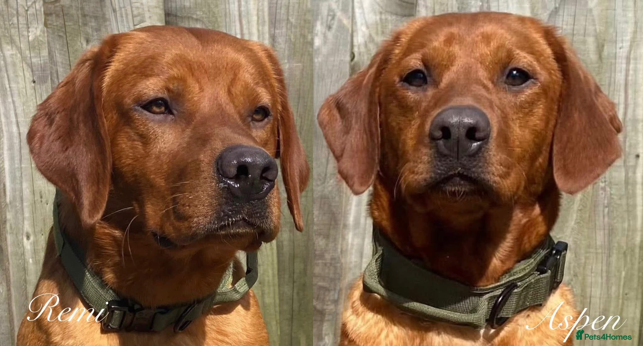 Labrador Retriever dogs Outstanding Fox Red Labradors 5 Heath test status - Advert 1