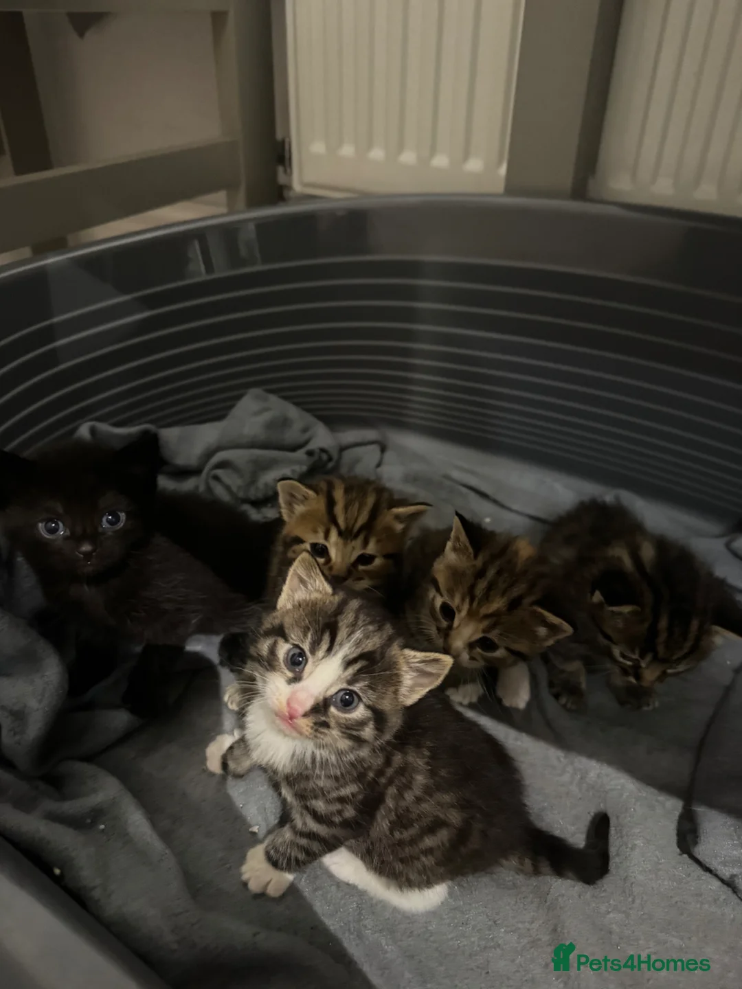 Mixed Breed cats for sale: Kittens for sale  in Lee-on-the-Solent - Advert 11