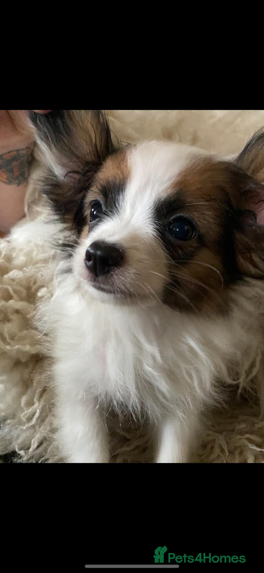 Papillon dogs for sale: KC Papillons DNA tested parents  - Advert 13