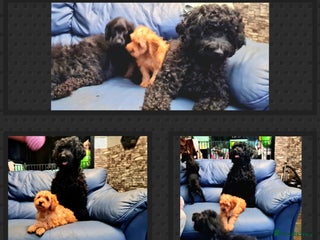 Cockapoo dogs READY TO LEAVE 4TH OF DECEMBER FULLY VACCINATED - Advert 2