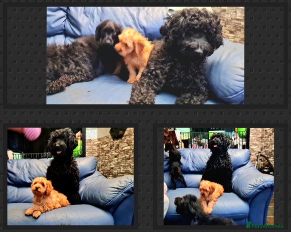Cockapoo dogs READY TO LEAVE 4TH OF DECEMBER FULLY VACCINATED - Advert 10