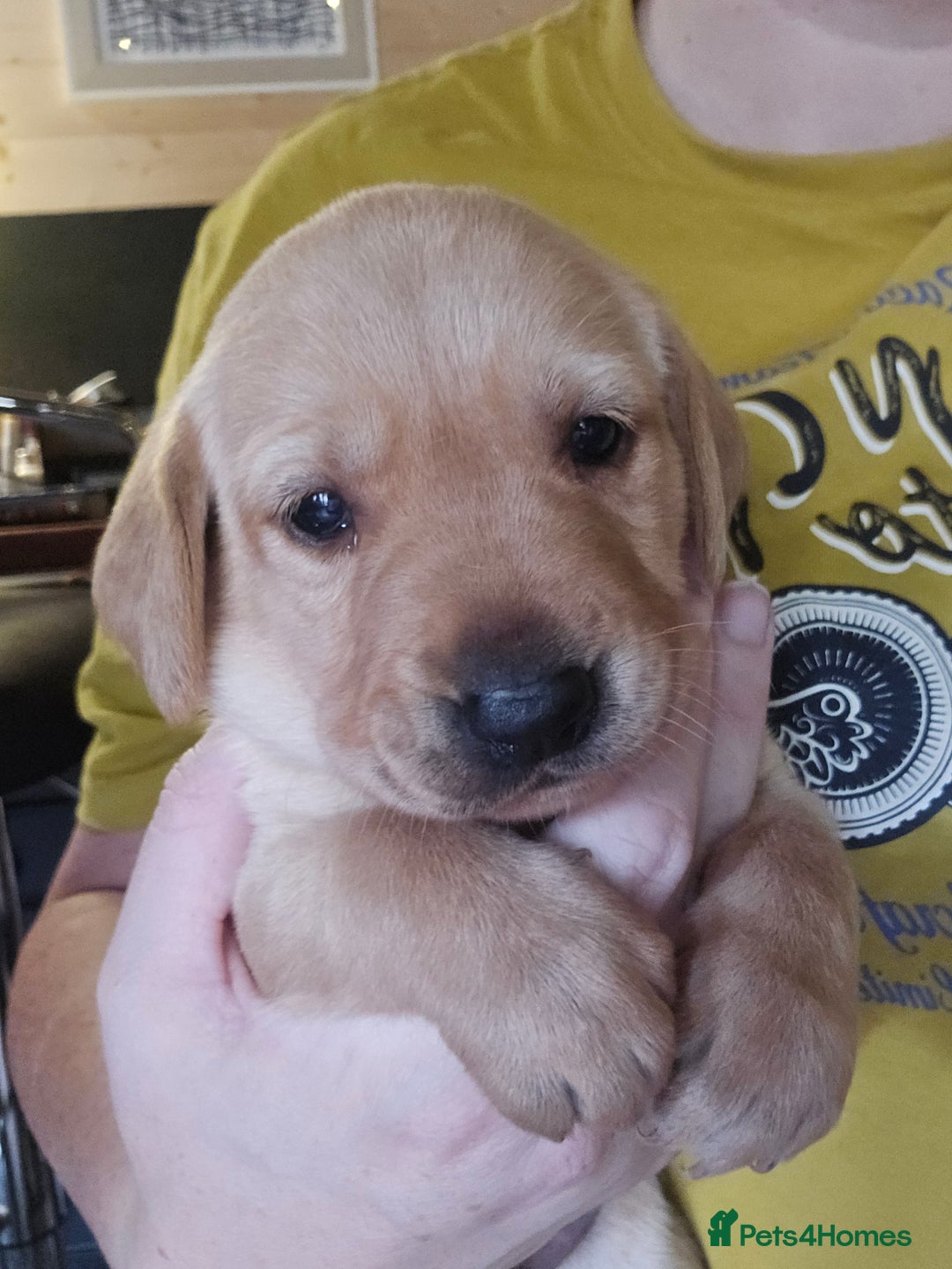 Labrador Retriever dogs for sale: Beautiful Labradors. Ready to go! - Advert 6