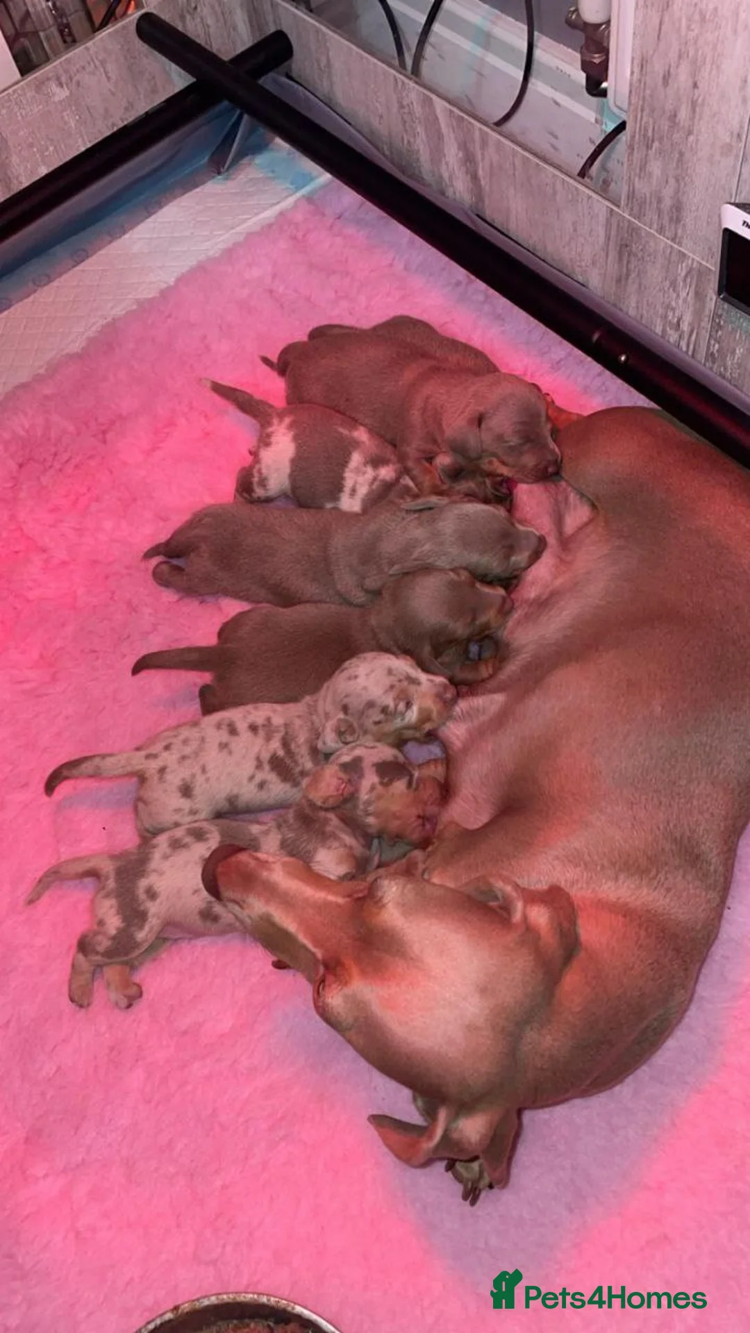 Miniature Dachshund dogs for sale: Adorable Miniature Dachshund Puppies in Kingswinford - Advert 9