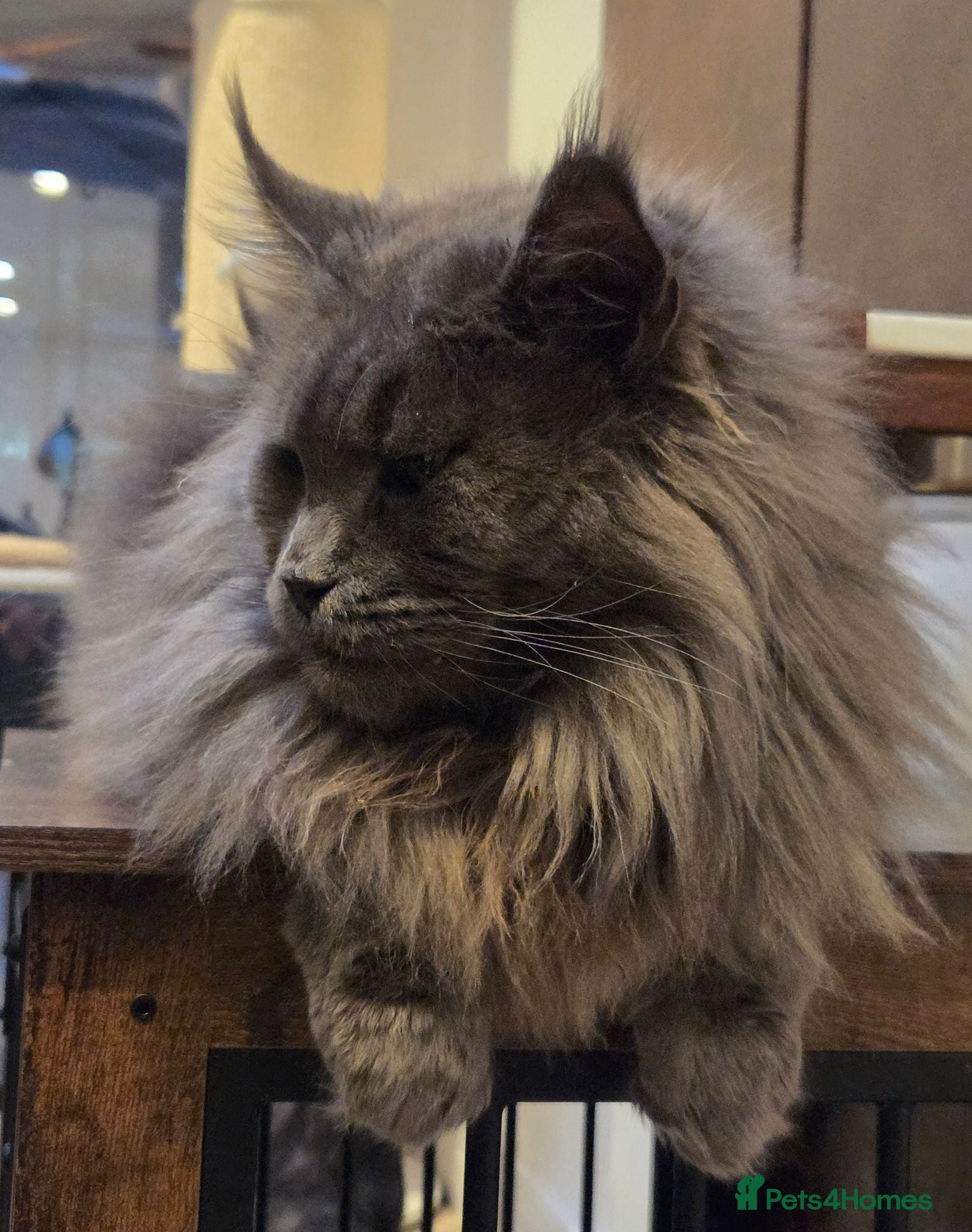 Maine Coon cats Outstanding quality Tica reg Mainecoon  - Advert 6