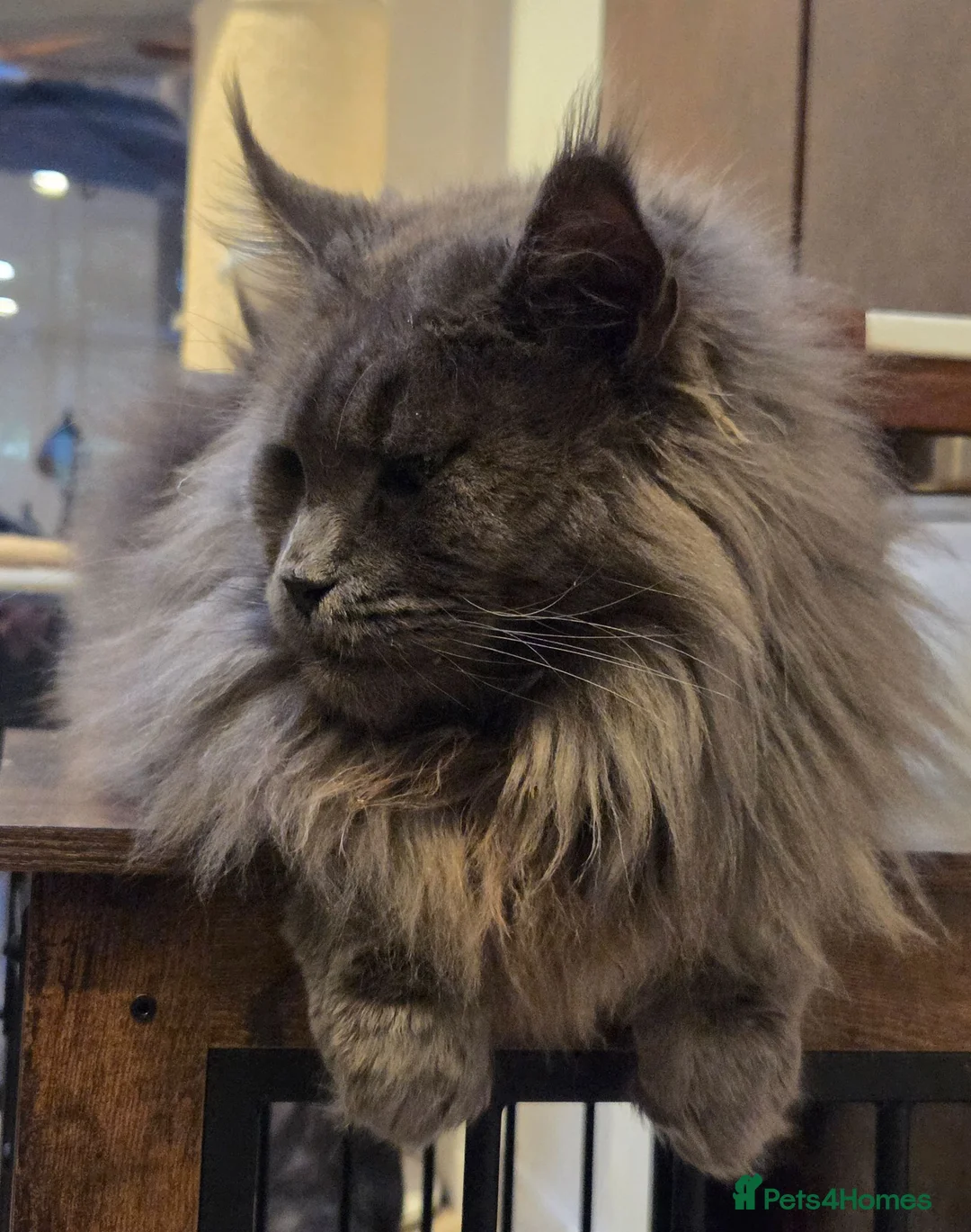 Maine Coon cats for sale: Outstanding quality Tica reg Mainecoon  - Advert 1
