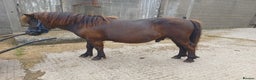 Shetland pony horses for sale: Shetlands for sale  - Advert 4