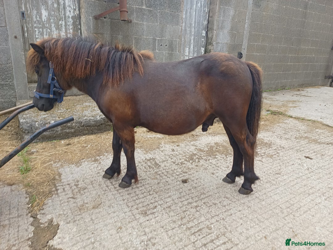 Shetland pony horses for sale: Shetlands for sale  - Advert 4
