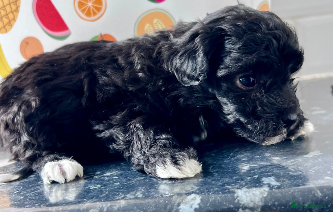 Poochon dogs for sale: Bichon and poodle mini  - Advert 7