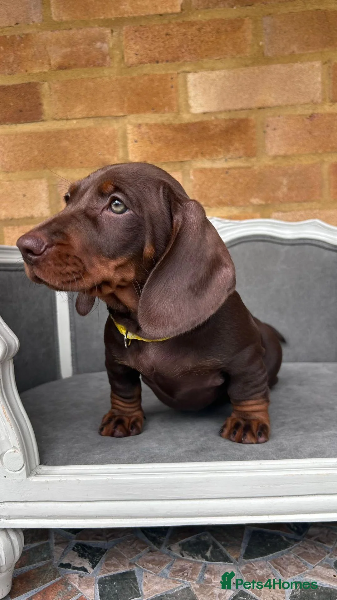 Miniature Dachshund dogs for sale: Beautiful Miniature Dachshund Puppies - Advert 2