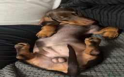 Dachshund dogs for stud: Stud Available — “Rolo” the Chocolate Dachshund  - Image 7