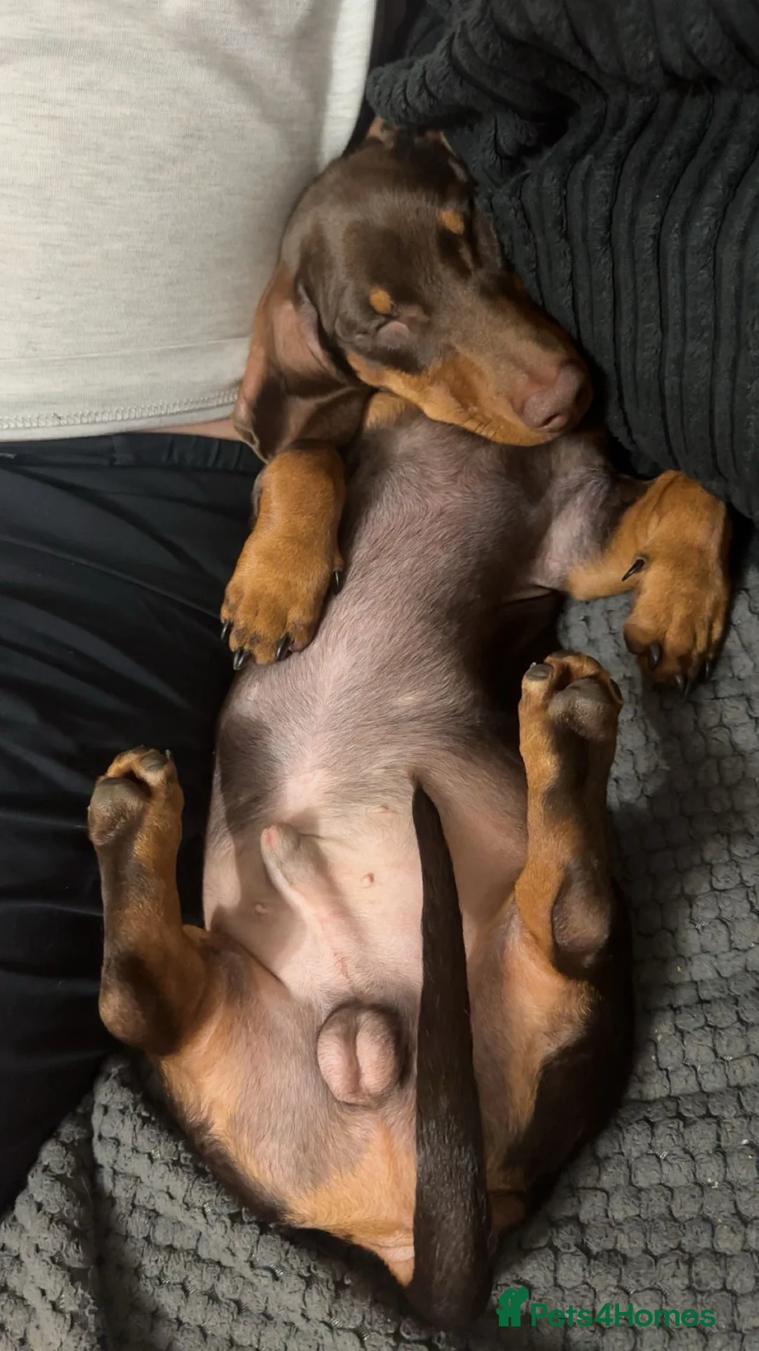 Dachshund dogs for stud: Stud Available — “Rolo” the Chocolate Dachshund  - Advert 7