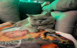 British Shorthair cats for sale: British shorthair cat - Image 3