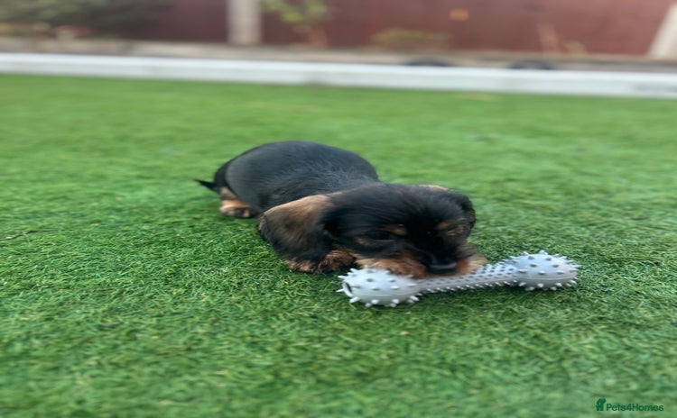 Dachshund dogs - Advert 7