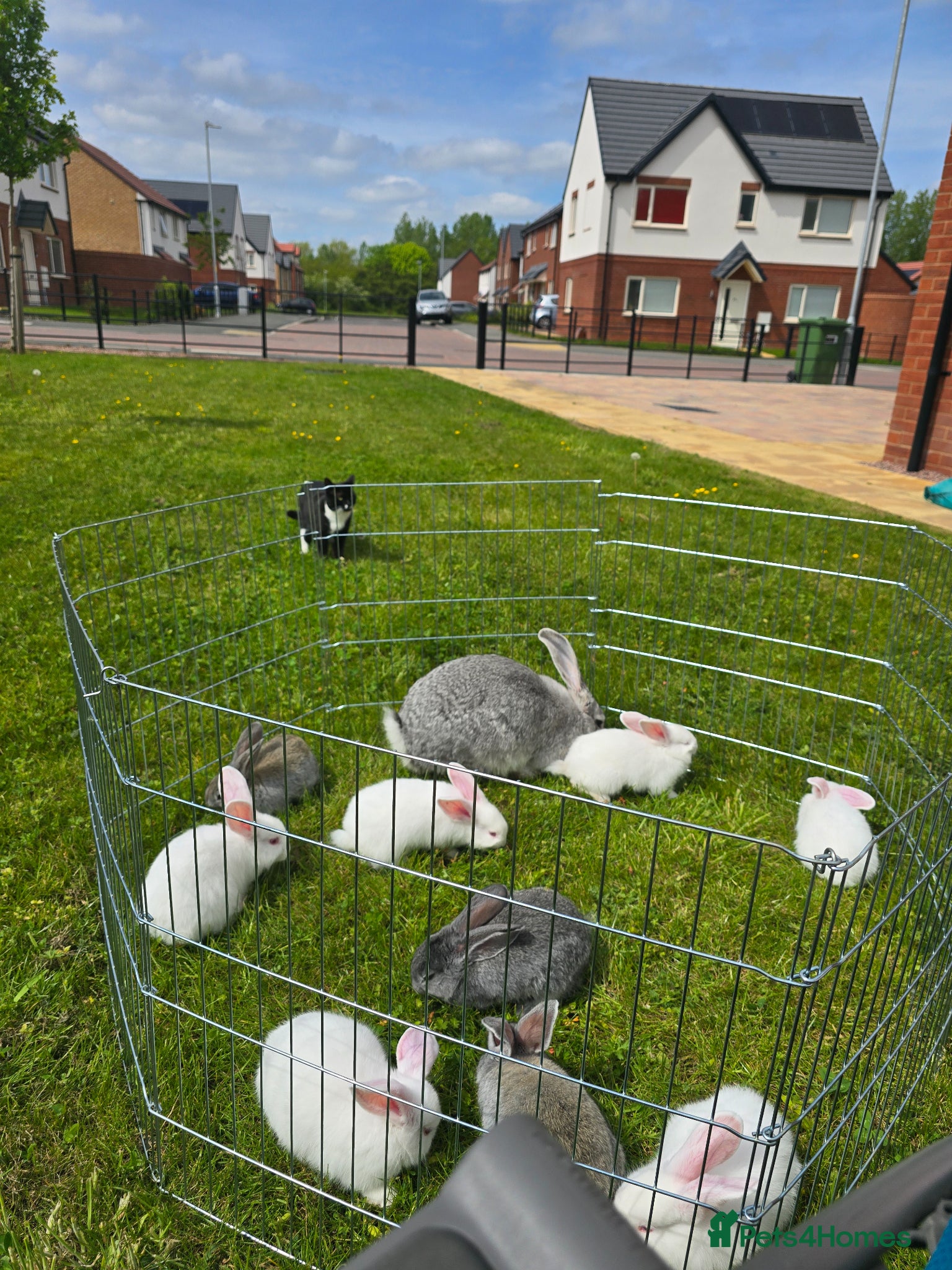 Continental Giant rabbits Continental Giant cross Mini Lop bunnies - Advert 2