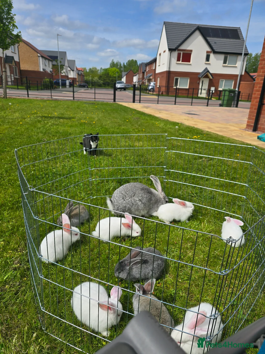 Continental Giant rabbits for sale: Continental Giant cross Mini Lop bunnies in Telford - Advert 2