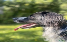 Sprollie dogs for sale: Freddie - Advert 2