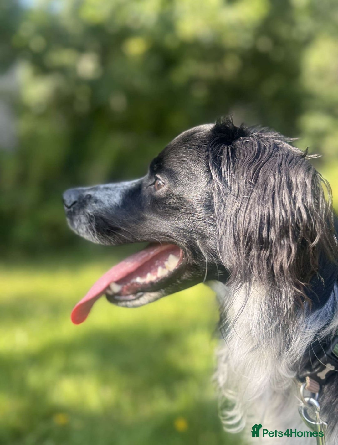 Sprollie dogs for sale: Freddie - Advert 2