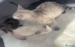 Ragdoll cats for sale: Ragdoll X bengals  - Image 15