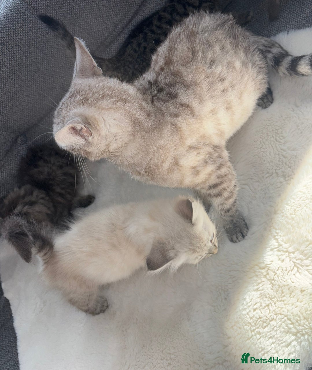 Ragdoll cats for sale: Ragdoll X bengals  - Image 15