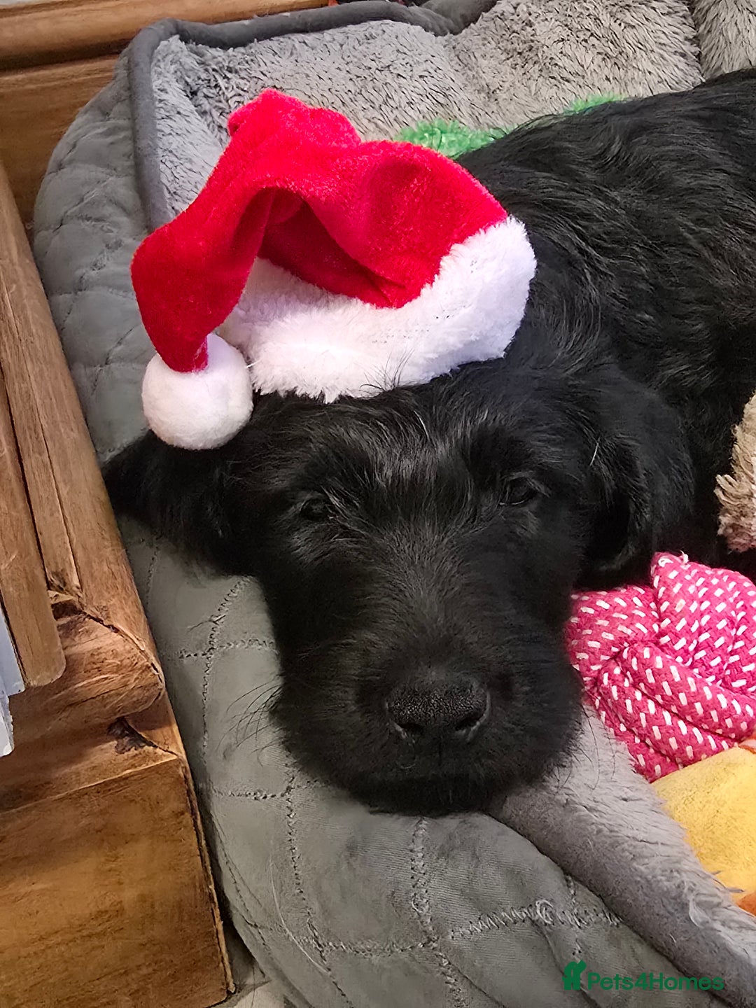 Labradoodle dogs for sale: Only one gorgeous girl left - Advert 5