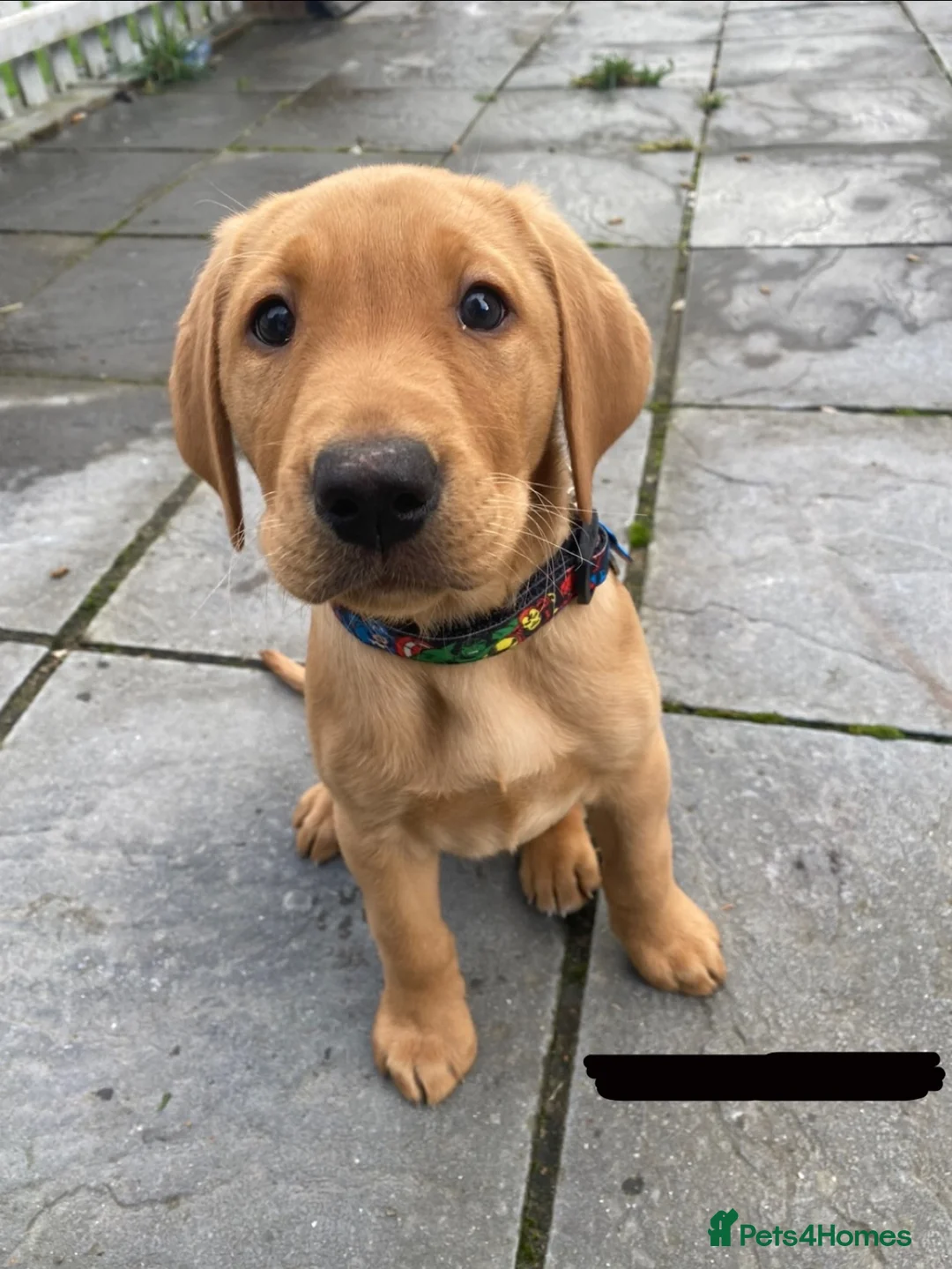 Labrador Retriever dogs for stud: Pedigree Health tested Fox Red Labrador for stud  in Wolverhampton - Advert 34